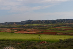 Campos-de-cereal-primavera-2020