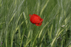 Amapola (Papaver rhoeas)