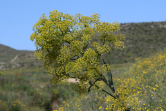 Cañaheja (Ferula communis)