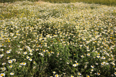 Flora_03