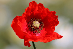 Amapola (Papaver rhoeas)