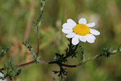 Manzanilla silvestre (Anacyclus clavatus)