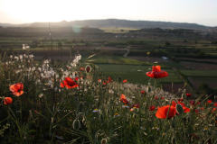 Amapola (Papaver rhoeas)