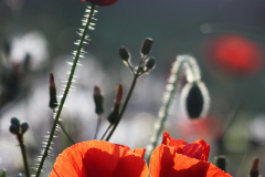 Amapola (Papaver rhoeas)