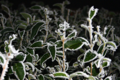 Flora_08