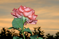 Rosa luciae Franch. & Rochebr