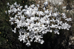 Lino blanco (Linum suffruticosum)