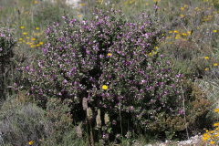 Flora_11