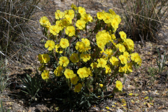 Romerillo (Helianthemum syriacum)