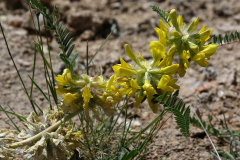 Astrágalo de Narbona (Astragalus alopecuroides L)
