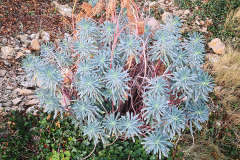 Caracias (Euphorbia characias)