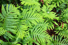Filipodio (Polypodium cambricum)