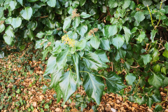 Hiedra (Hedera colchica)
