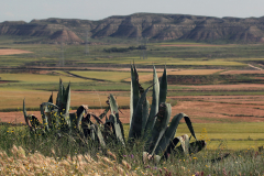 Pitas (Agave americana​)