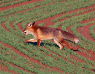 Fauna