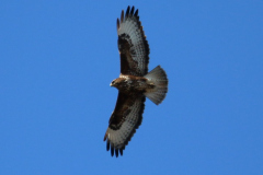 Busardo ratonero​ (Buteo buteo)