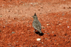 Alondra (Alauda arvensis)