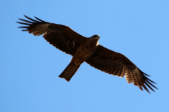 Milano negro (Milvus migrans)