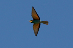 Abejaruco europeo (Merops apiaster)