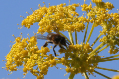 Abeja (anthophila)