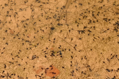 Renacuajos de Sapo corredor (Bufo calamita)