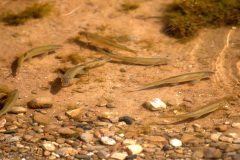 Madrilla (Parachondrostoma toxostoma)