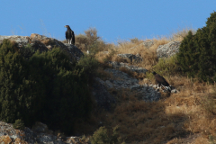 Águila real (Aquila chrysaetos)