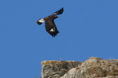 Águila real (Aquila chrysaetos)