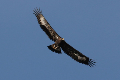 Águila real (Aquila chrysaetos)