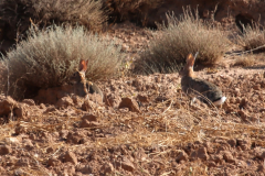 Conejo (Oryctolagus cuniculus)