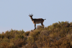 Cabra montés (Capra pyrenaica)