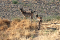 Cabra montés (Capra pyrenaica)