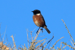 Tarabilla europea (Saxicola rubicola)