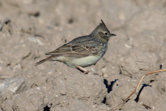Alondra (Alauda arvensis)