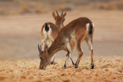 Cabra montés (Capra pyrenaica)