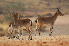 Cabra montés (Capra pyrenaica)