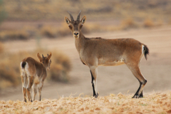 Cabra montés (Capra pyrenaica)