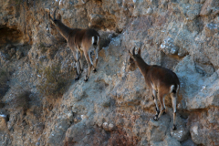 Cabra montés (Capra pyrenaica)