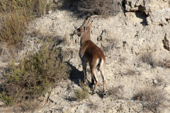 Cabra montés (Capra pyrenaica)