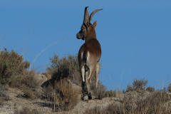 Cabra montés (Capra pyrenaica)