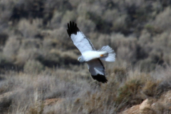 Aguilucho pálido (Circus cyaneus)