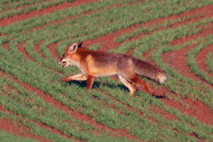 Zorro rojo (Vulpes vulpes)