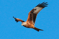 Milano real (Milvus milvus)
