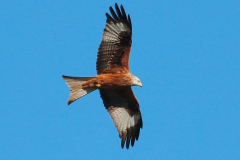 Milano real (Milvus milvus)