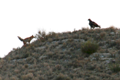 Águila real y zorro rojo