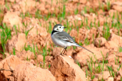 Lavandera blanca (Motacilla alba)
