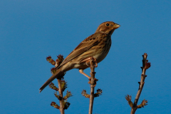 Escribano soteño (Emberiza cirlus)