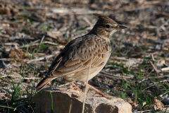 Alondra (Alauda arvensis)