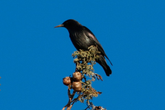 Estornino negro​ (Sturnus unicolor)