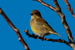 Verderón común (Chloris chloris)